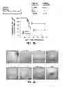 Fig. 29 - METHODS FOR TREATING UV-DAMAGED SKIN AND SCC TUMORS AND FOR REMOVING TATTOOS WITH TOPICAL INGENOL MEBUTATE
