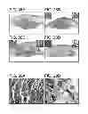 Fig. 31 - METHODS FOR TREATING UV-DAMAGED SKIN AND SCC TUMORS AND FOR REMOVING TATTOOS WITH TOPICAL INGENOL MEBUTATE