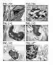 Fig. 33 - METHODS FOR TREATING UV-DAMAGED SKIN AND SCC TUMORS AND FOR REMOVING TATTOOS WITH TOPICAL INGENOL MEBUTATE