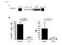 Fig. 02 - APC-mediated tolerance induction for therapy of multiple sclerosis