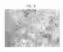 Fig. 06 - Method for using directing cells for specific stem/progenitor cell activation and differentiation