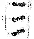 Fig. 23 - M-CSF specific monoclonal antibody and uses thereof