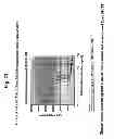Fig. 41 - M-CSF specific monoclonal antibody and uses thereof