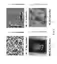 Fig. 06 - Graft for directed vascular and lymphatic regeneration and methods to guide endothelial cell assembly