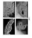 Fig. 07 - Graft for directed vascular and lymphatic regeneration and methods to guide endothelial cell assembly