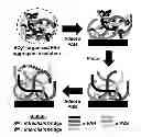 Fig. 01 - Polyelectrolyte multilayers having salt-controlled internal structures