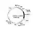 Fig. 02 - Codon-optimized gene for mutated shrimp luciferase and method for use thereof