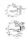 Fig. 03 - Codon-optimized gene for mutated shrimp luciferase and method for use thereof