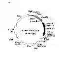 Fig. 07 - Codon-optimized gene for mutated shrimp luciferase and method for use thereof