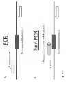 Fig. 04 - Methods to reduce repeats of identical nucleotides in copies of a target DNA molecule including such repeats