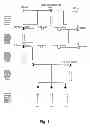 Fig. 02 - Genetic Test for the Identification of Carriers of Complex Vertebral Malformations in Cattle