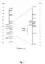 Fig. 03 - Genetic Test for the Identification of Carriers of Complex Vertebral Malformations in Cattle