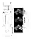 Fig. 31 - Uses of labeled HSP90 inhibitors