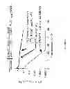 Fig. 33 - Uses of labeled HSP90 inhibitors
