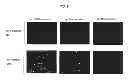 Fig. 09 - Methods and compositions for cytometric detection of rare target cells in a sample