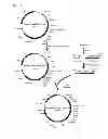 Fig. 03 - Recominant  capable of producing polyactic and acid or polylatic acid polymer, and method for producing polyactic acid or polylatic acid copolymer using the same