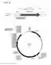 Fig. 09 - ARTIFICIAL LEAF-LIKE MICROPHOTOBIOREACTOR AND METHODS FOR MAKING THE SAME