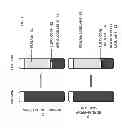 Fig. 04 - BLOOD AND BONE MARROW SIMULANT