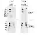 Fig. 09 - GENE SWITCH COMPOSITIONS AND METHODS OF USE