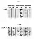 Fig. 10 - GENE SWITCH COMPOSITIONS AND METHODS OF USE