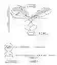 Fig. 02 - PURIFICATION OF IMMUNOGLOBULINS USING AFFINITY CHROMATOGRAPHY AND PEPTIDE LIGANDS