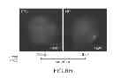 Fig. 35 - Method for identifying cells based on DNA replication domain timing profiles