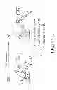 Fig. 43 - Method for identifying cells based on DNA replication domain timing profiles