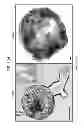 Fig. 02 - CULTURE MEDIA FOR STEM CELLS