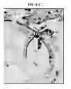 Fig. 06 - CULTURE MEDIA FOR STEM CELLS