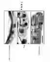 Fig. 10 - CULTURE MEDIA FOR STEM CELLS
