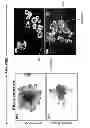 Fig. 103 - CULTURE MEDIA FOR STEM CELLS