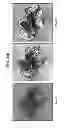 Fig. 13 - CULTURE MEDIA FOR STEM CELLS