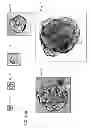 Fig. 17 - CULTURE MEDIA FOR STEM CELLS