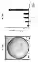Fig. 18 - CULTURE MEDIA FOR STEM CELLS