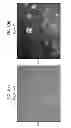 Fig. 24 - CULTURE MEDIA FOR STEM CELLS