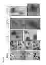 Fig. 40 - CULTURE MEDIA FOR STEM CELLS