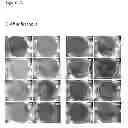 Fig. 46 - CULTURE MEDIA FOR STEM CELLS