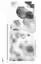 Fig. 52 - CULTURE MEDIA FOR STEM CELLS
