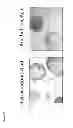 Fig. 55 - CULTURE MEDIA FOR STEM CELLS