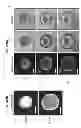 Fig. 70 - CULTURE MEDIA FOR STEM CELLS