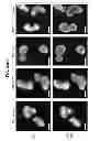 Fig. 79 - CULTURE MEDIA FOR STEM CELLS
