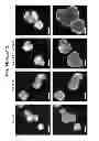 Fig. 80 - CULTURE MEDIA FOR STEM CELLS