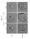Fig. 82 - CULTURE MEDIA FOR STEM CELLS