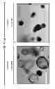 Fig. 86 - CULTURE MEDIA FOR STEM CELLS