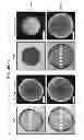 Fig. 87 - CULTURE MEDIA FOR STEM CELLS