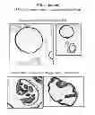 Fig. 90 - CULTURE MEDIA FOR STEM CELLS