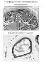 Fig. 91 - CULTURE MEDIA FOR STEM CELLS