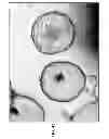 Fig. 93 - CULTURE MEDIA FOR STEM CELLS