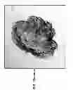 Fig. 95 - CULTURE MEDIA FOR STEM CELLS