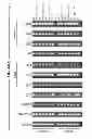 Fig. 96 - CULTURE MEDIA FOR STEM CELLS